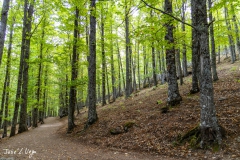 Castañar de El Tiemblo II