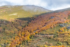 Hayedo de la Pedrosa