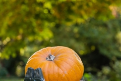 Calabaza