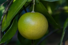 Pomelo
