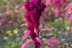 Rodgersia Aesculifolia