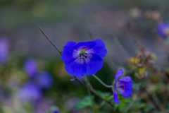 Geranium Wallichianum