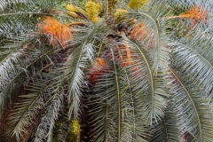 Palmera