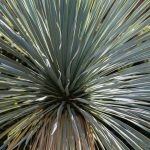 Yucca rostrata