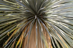 Yucca rostrata