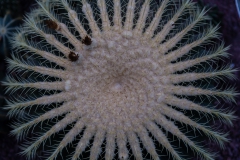 Echinocactus Grusonii