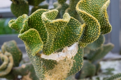Opuntia Rúpida