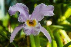 Orquídea