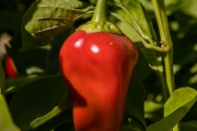 Pimiento de Piquillo