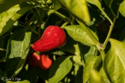 Pimiento de Piquillo