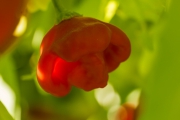Capsicum annuum