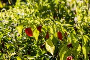 Capsicum annuum