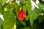 Capsicum annuum