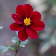 Dahlia Topmix Purple