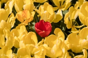 Tulipa Golden Apeldoorn