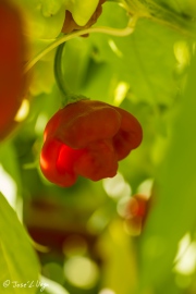 Capsicum baccatum