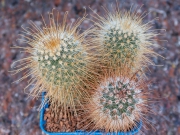 Mammillaria Magnifica