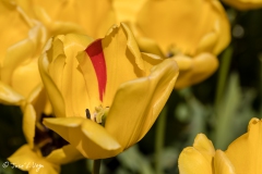 Tulipanes