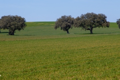 MG_8896-Editar-Editar