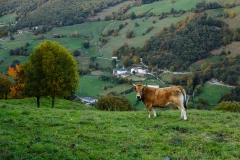 Vaca sobre Vegameoro