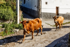 Vacas en Trascastro