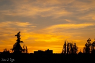 MG_6318
