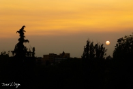 MG_5220