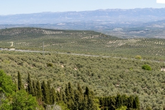 20260406-_J5A9453-Pano