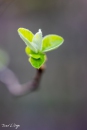 MG_3617