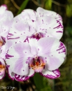 MG_3811-Editar