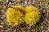 MG_1112