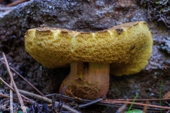 MG_3684