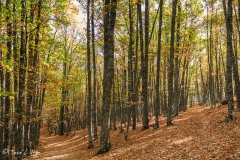 MG_3779
