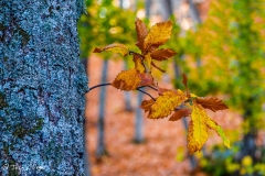 MG_7083-Editar