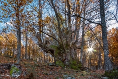 MG_7150