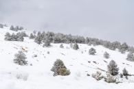 The surroundings of the Valsequi ski resort in Madrid during the snowfall of March 2025.