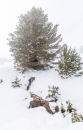 The surroundings of the Valsequi ski resort in Madrid during the snowfall of March 2025.