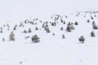 The surroundings of the Valsequi ski resort in Madrid during the snowfall of March 2025.