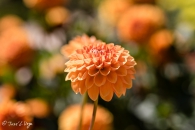 Dahlia Sylvia