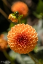 Dahlia Sylvia