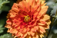 Dahlia Sylvia