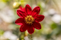 Dahlia Topmix Red