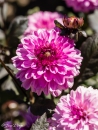 Dahlia Arabian Night