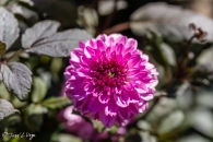 Dahlia Arabian Night