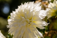 Dahlia Fleurel