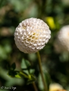 Dahlia Pompon White
