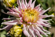 Dahlia Kiev