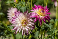 Dahlia Kiev