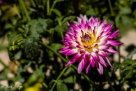 Dahlia Kiev