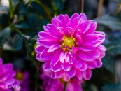 Dahlia Onesta